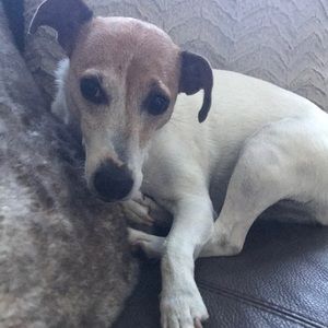 Meet your Posher, Devon